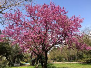 Árvore do Amor Um Guia Completo Desta Planta