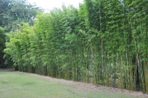 Bambuza Saiba Tudo Sobre Essa Planta