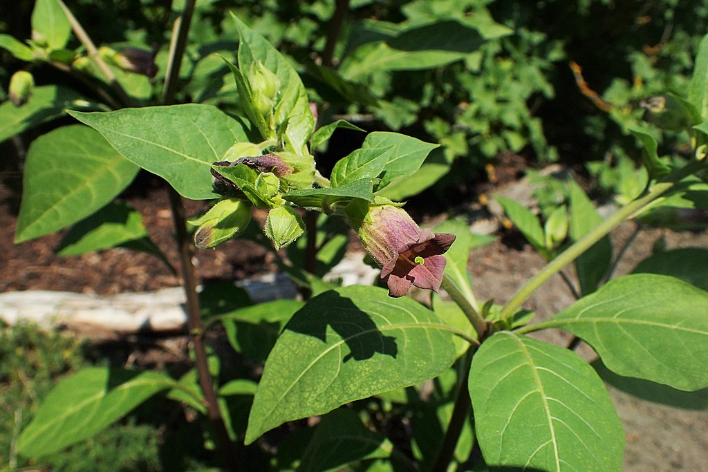 Beladona Saiba Tudo Sobre Essa Planta