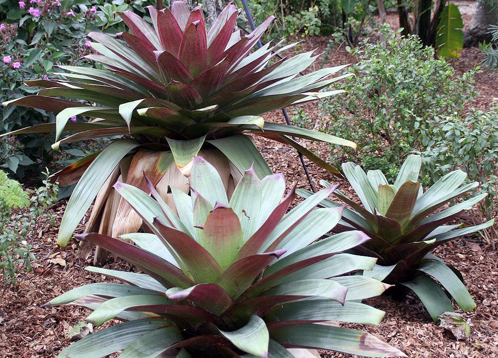 Bromélia Imperial Um Guia Completo Desta Planta