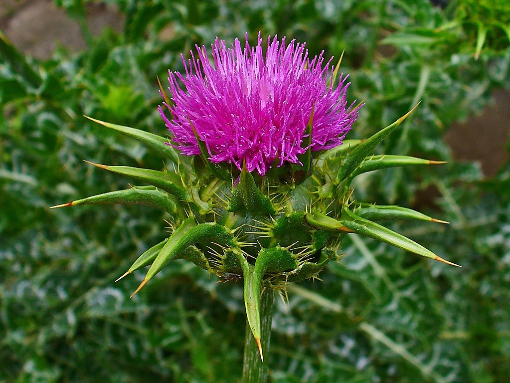 Cardo Mariano Um Guia Completo Desta Planta