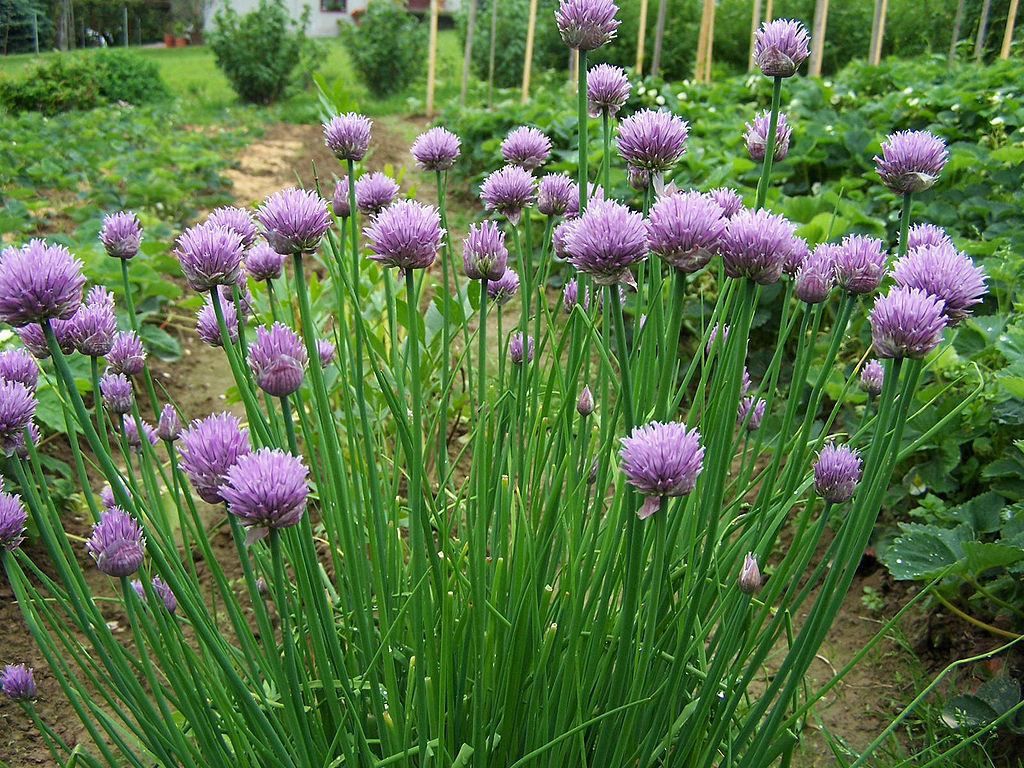 Cebolinha Saiba Tudo Sobre Essa Planta