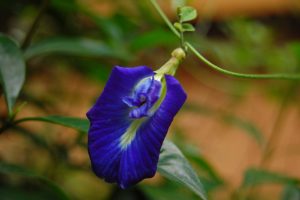 Clitória Um Guia Completo Desta Planta