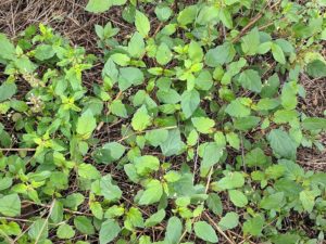 Erva Tostão Saiba Tudo Sobre Essa Planta