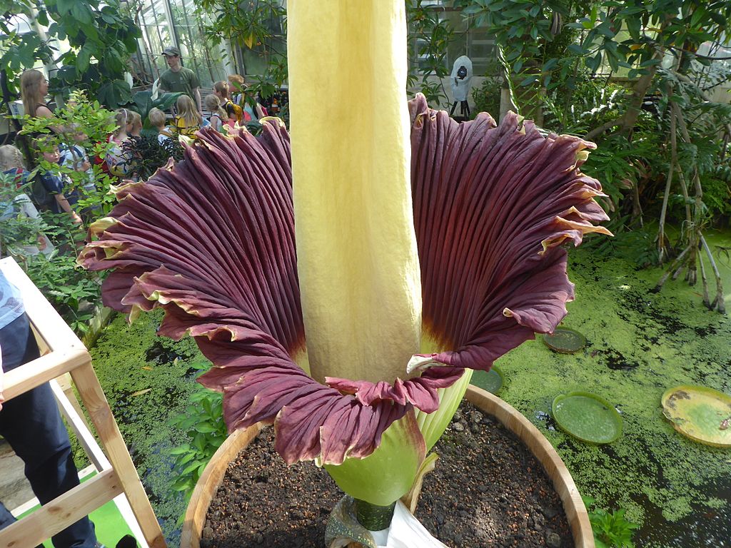 Flor Cadáver Saiba Tudo Sobre Essa Planta