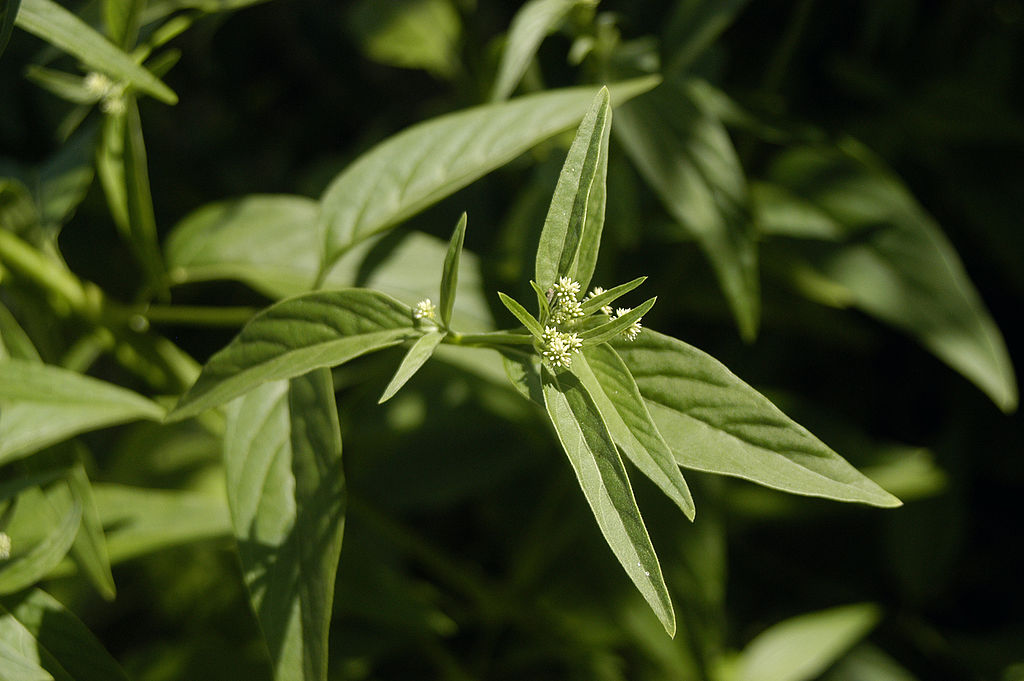 Ginseng Brasileiro Um Guia Completo Desta Planta