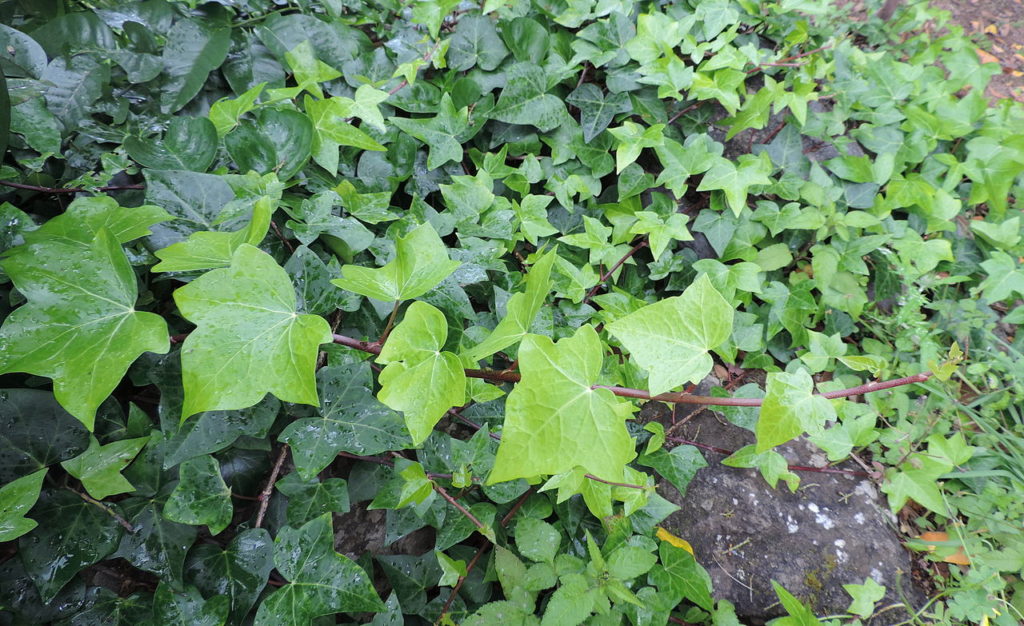 Hera Saiba Tudo Sobre Essa Planta