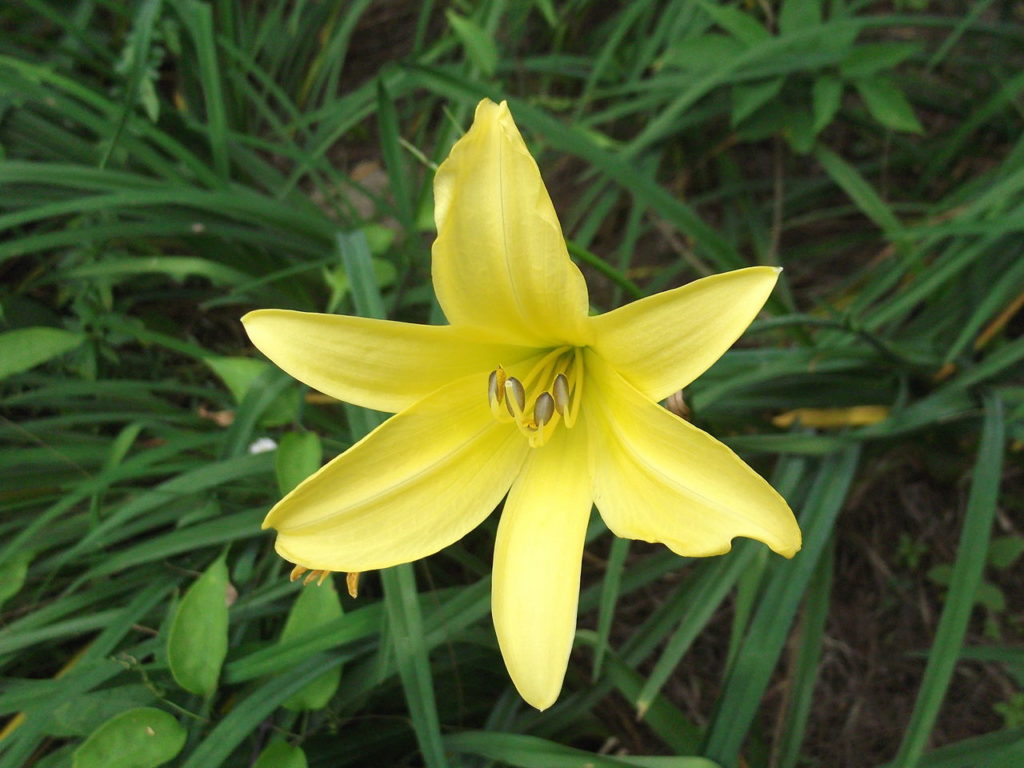 Lírio Amarelo Saiba Tudo Sobre Essa Planta