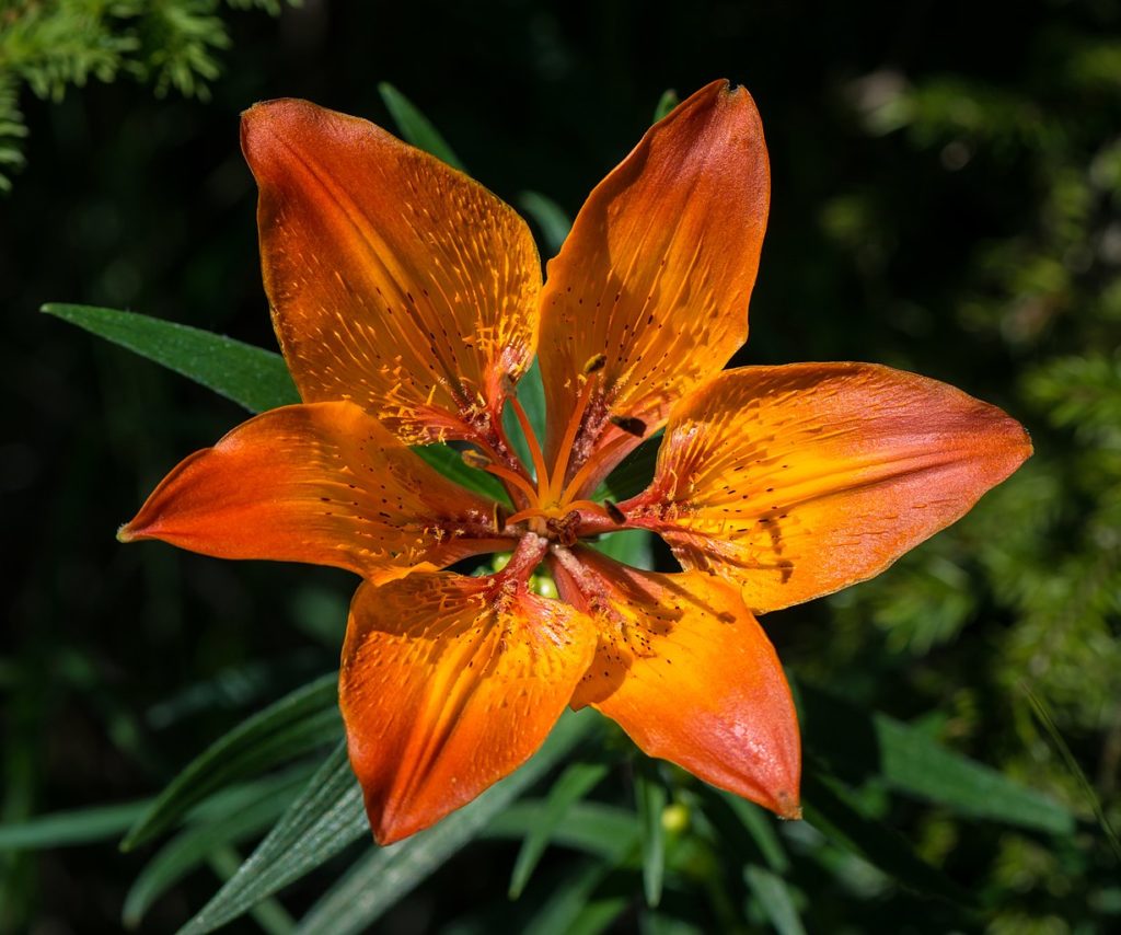 Lírio Laranja Um Guia Completo Desta Planta