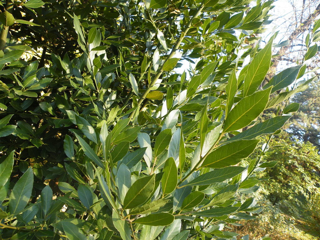 Louro Saiba Tudo Sobre Essa Planta