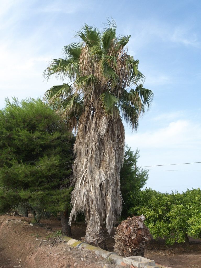 Palmeira Washingtonia Tudo Sobre Essa Planta