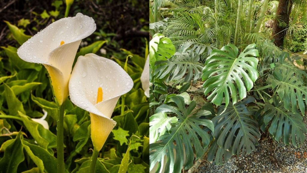 Plantas Venenosas Para Cachorro