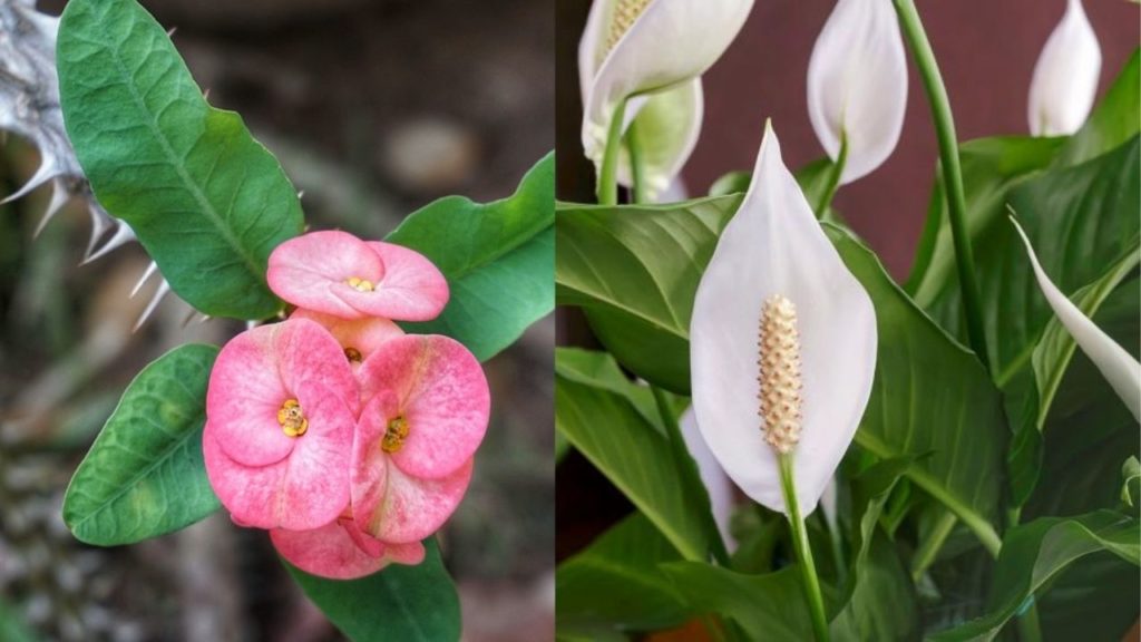 Plantas Venenosas Que Você Precisa Conhecer