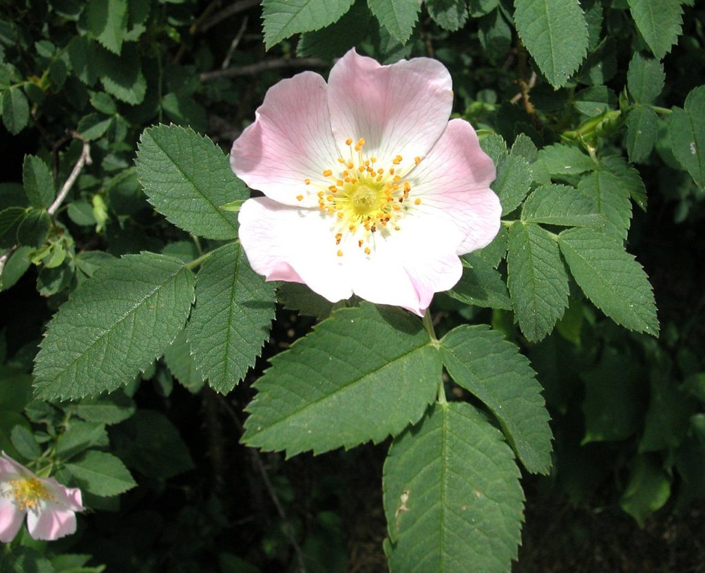 Rosa Mosqueta Um Guia Completo Desta Planta