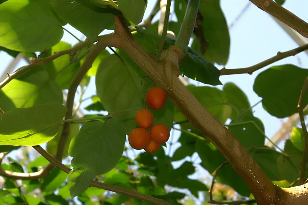 Tamarilho Saiba Tudo Sobre Essa Planta