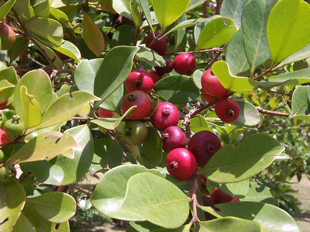 Araçá Saiba Tudo Sobre Essa Planta