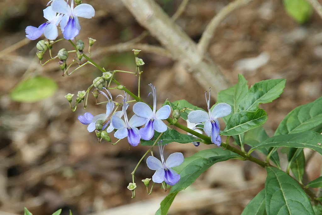 Borboleta Azul Saiba Tudo Sobre Essa Planta