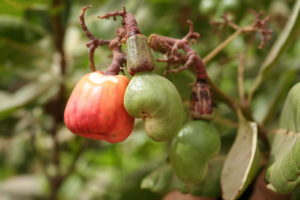 Caju Um Guia Completo Desta Planta