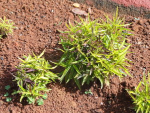 Chambá Um Guia Completo Desta Planta