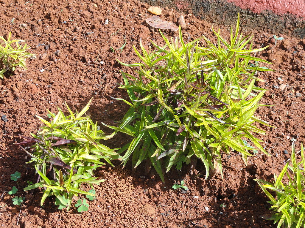 Chambá Um Guia Completo Desta Planta