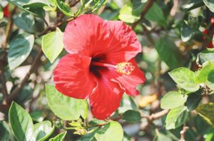 7 Plantas que os Passarinhos Mais Amam