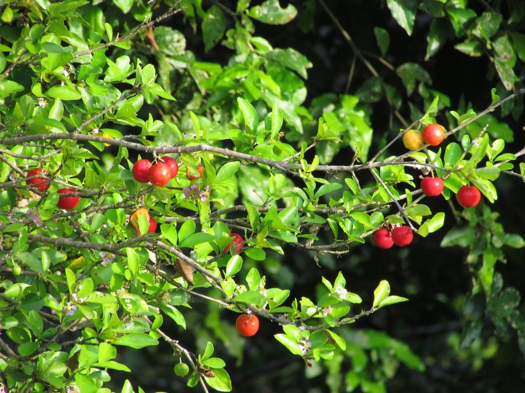 Como Fazer Muda de Acerola