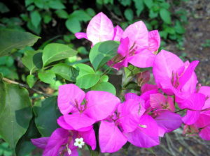 Como Fazer Muda de Bougainville