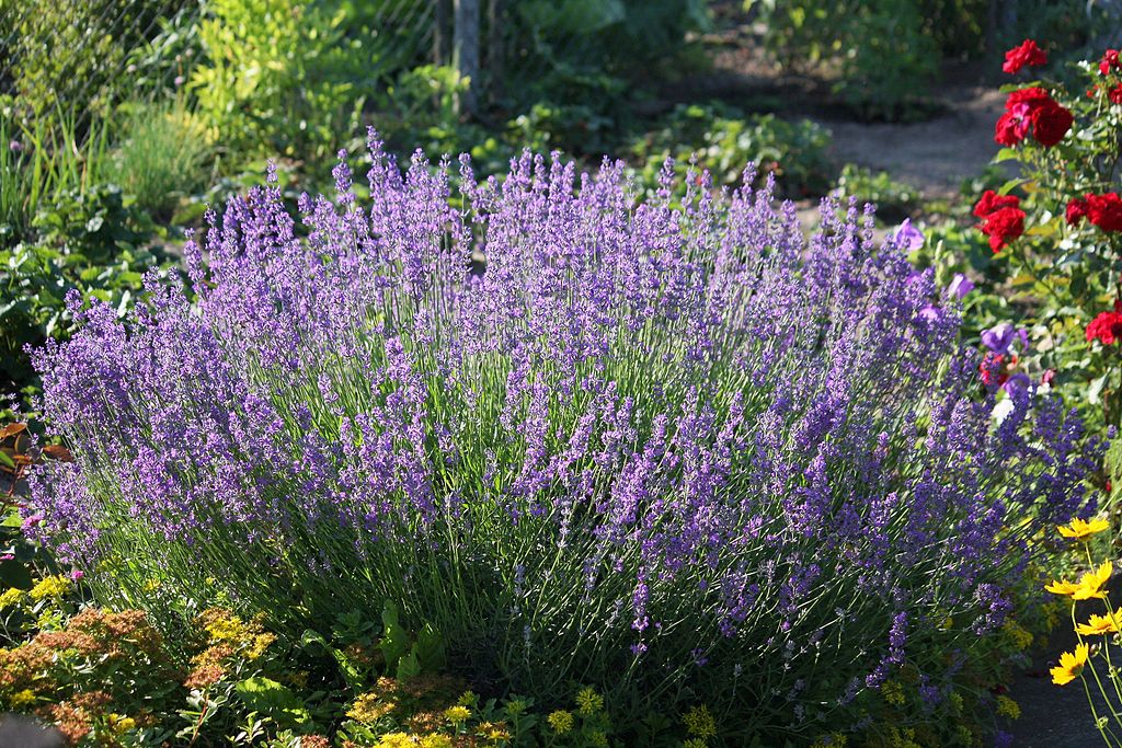 Como Fazer Muda de Lavanda