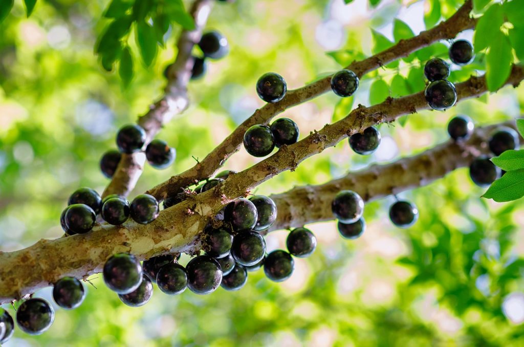 Como Fazer Mudas de Jabuticaba