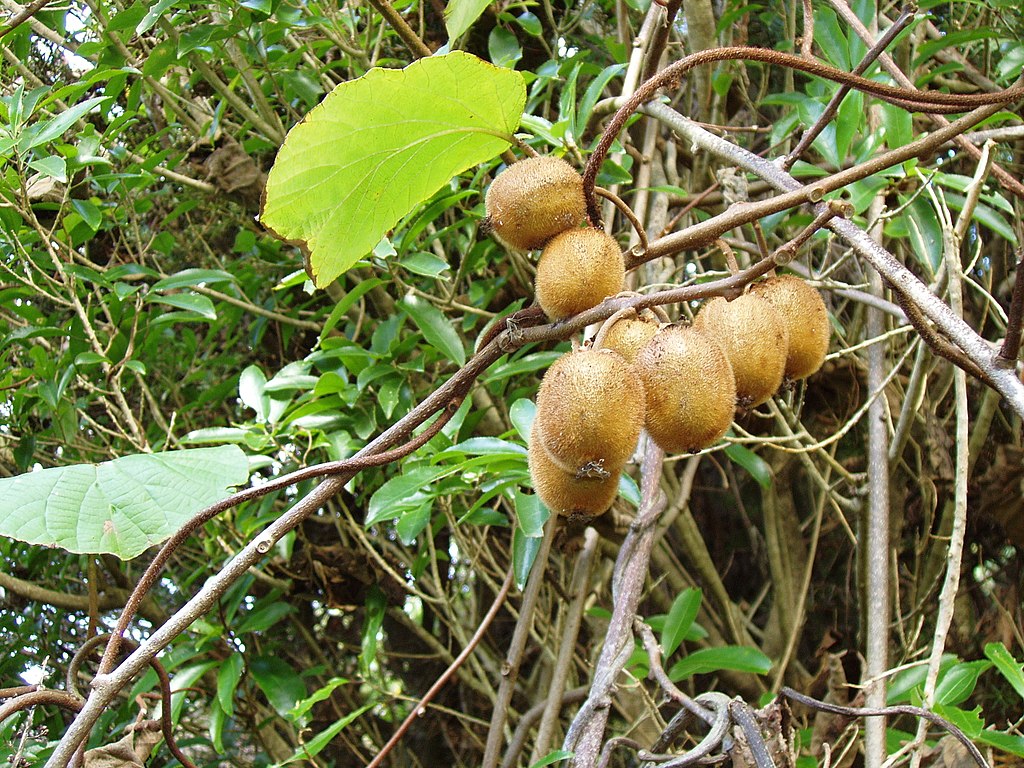 Como Plantar Kiwi Um Guia Completo