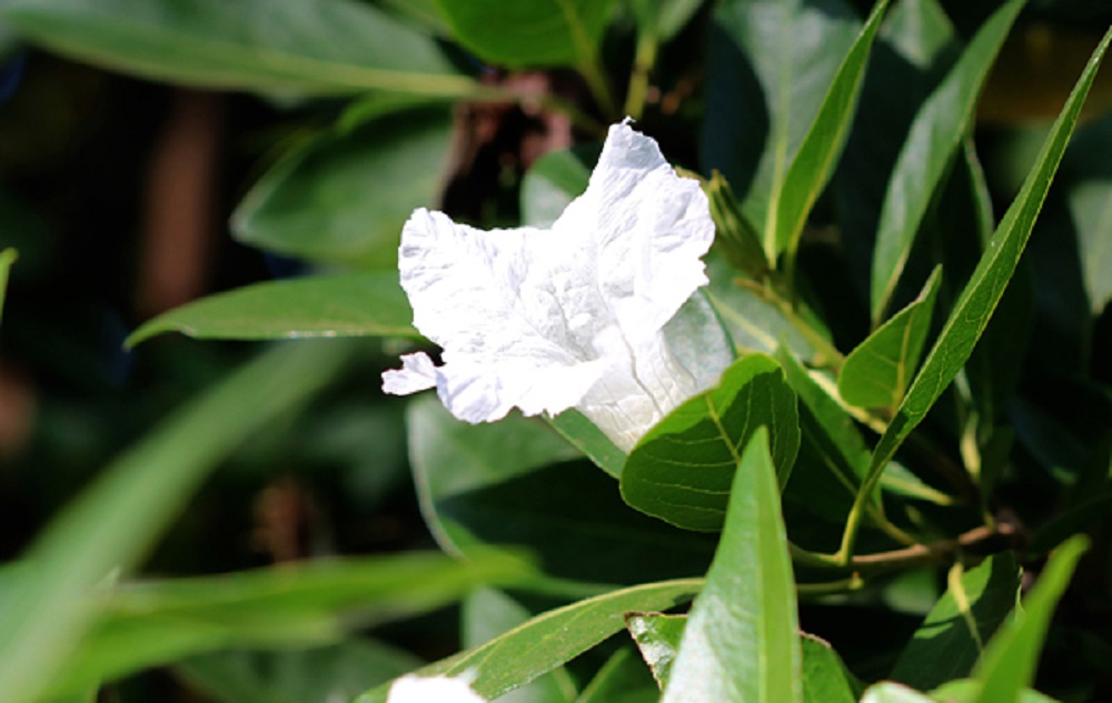 Frutinha de Leite Um Guia Completo Desta Planta