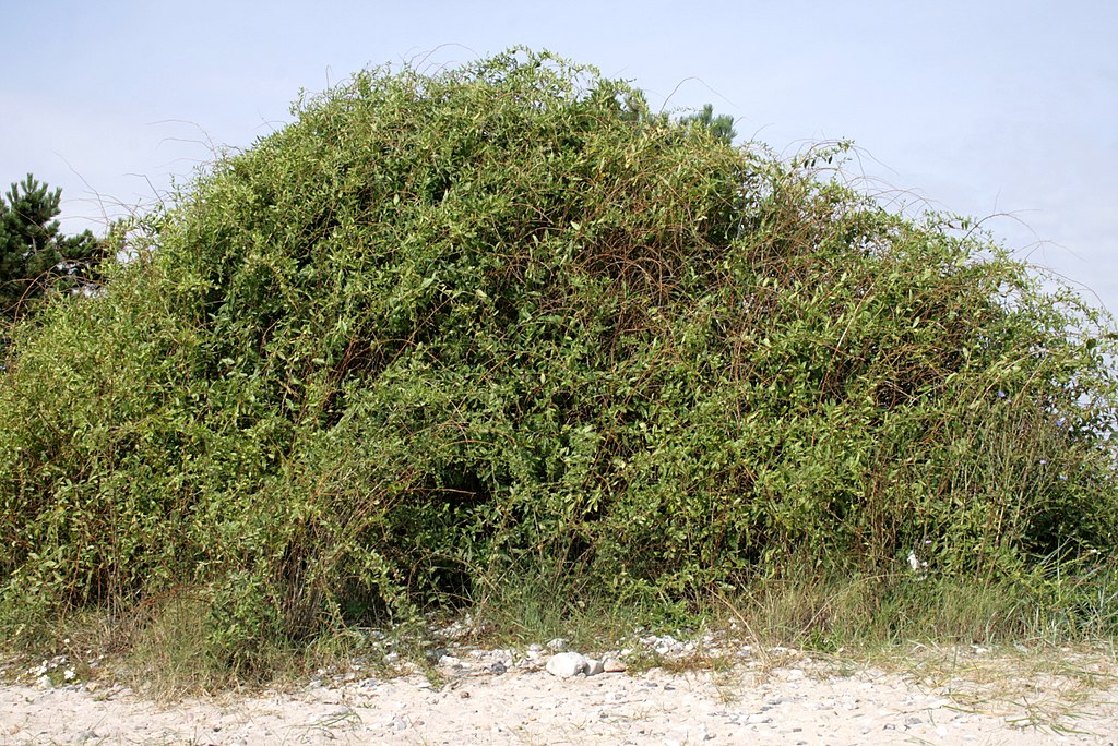 Gojiberry Saiba Tudo Sobre Essa Planta