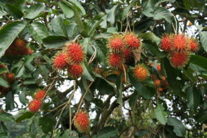 Rambutan Um Guia Completo Desta Planta