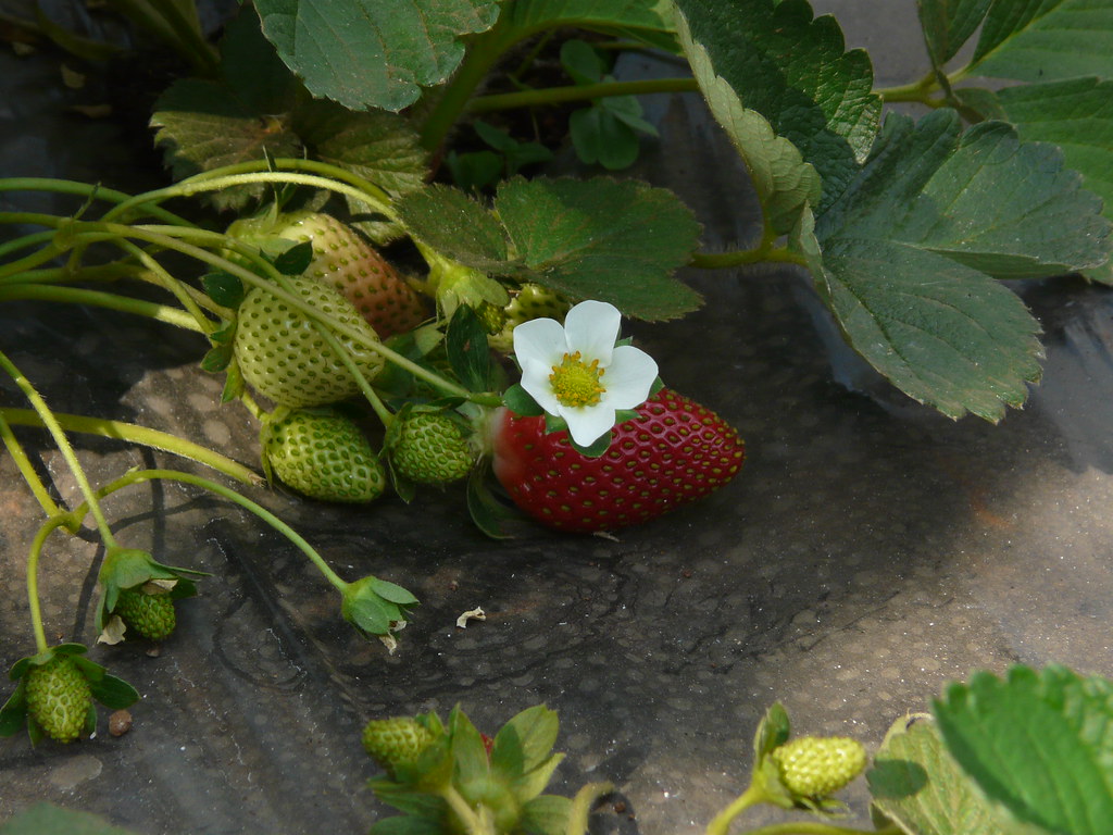 Como Plantar Morango Um Guia Completo