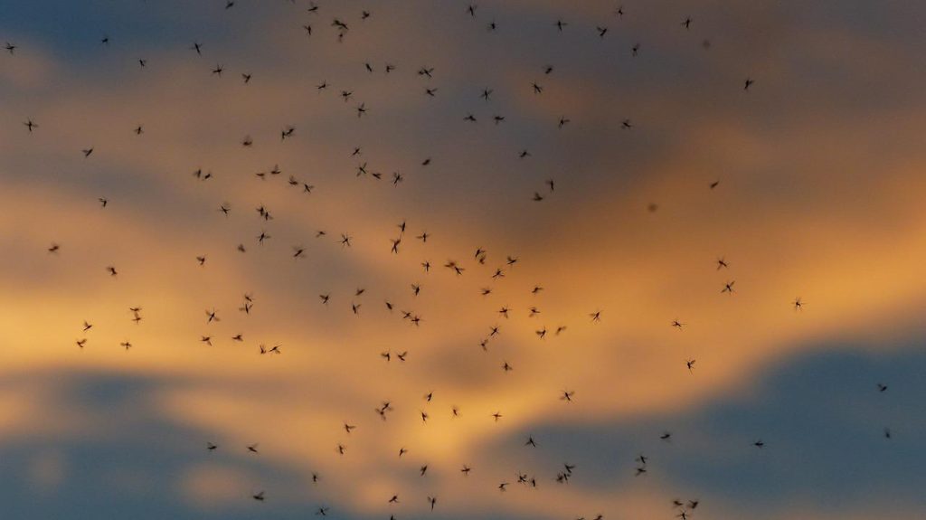 Plantas Que Espantam Mosquitos de Forma Natural