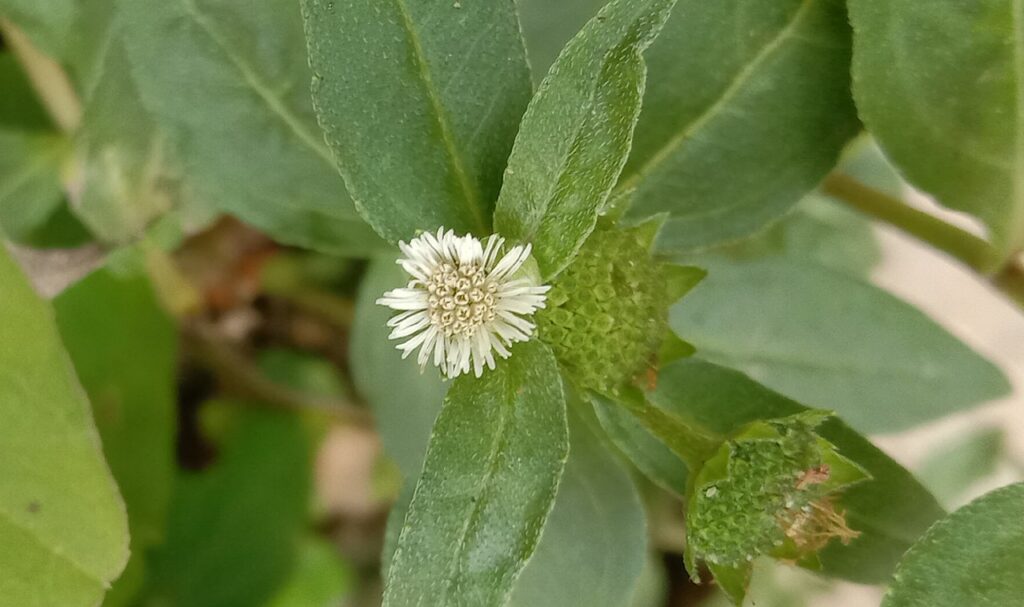 Erva Botão Um Guia Desta Planta