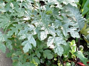 Floco de Neve Guia Completo Desta Planta