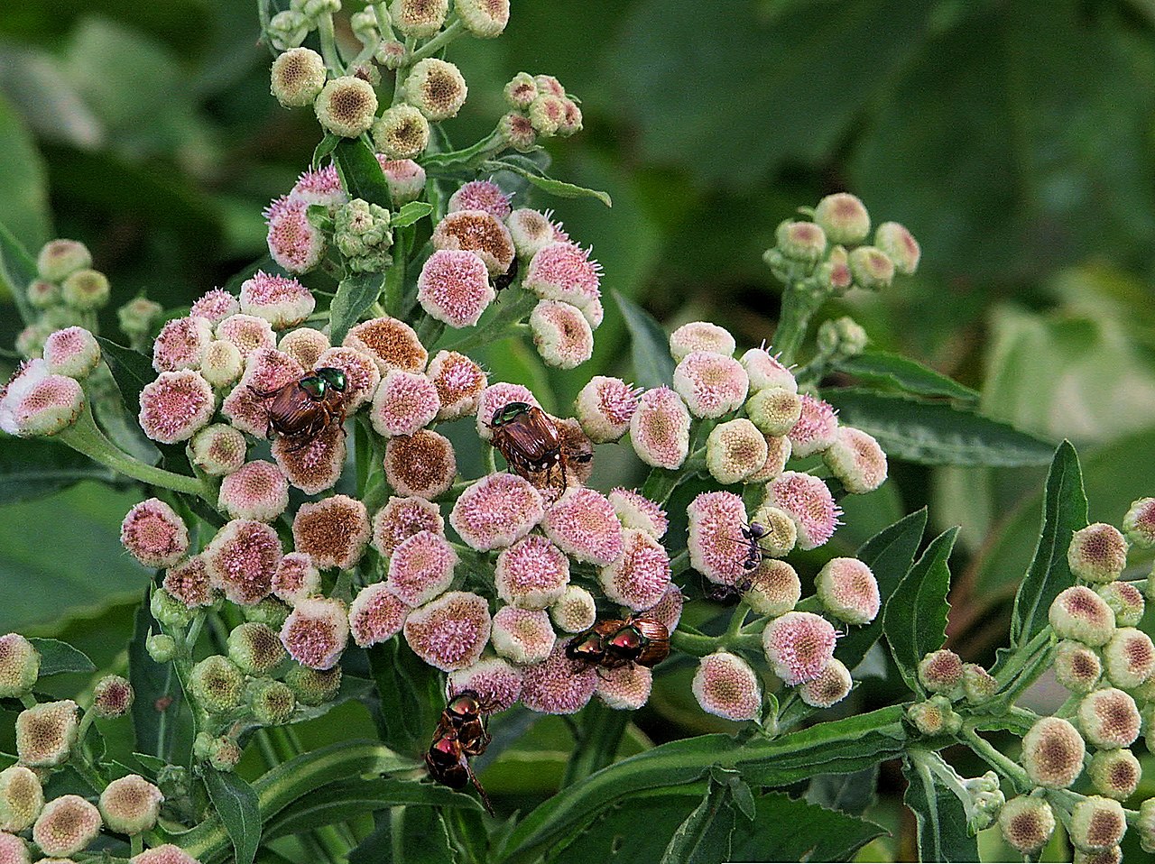 Quitoco Saiba Tudo Sobre Essa Planta Guia Das Suculentas 8415