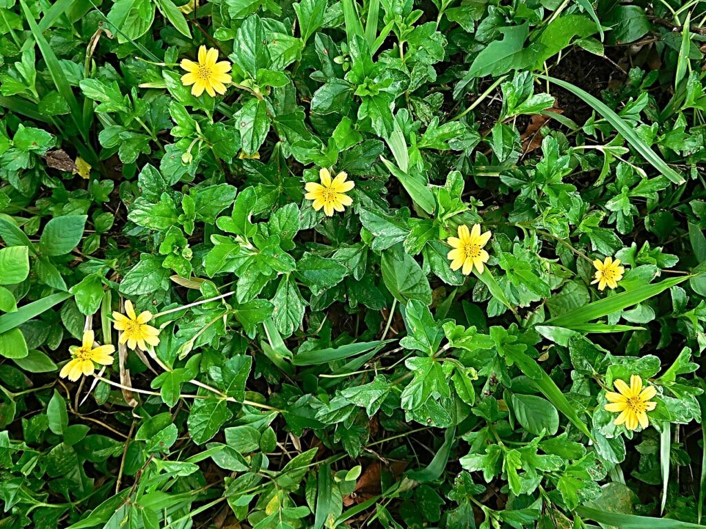 Vedélia: Saiba Tudo Sobre Essa Planta