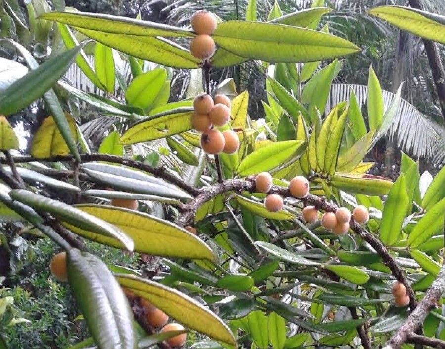 Cabeludinha Tudo Sobre Essa Planta