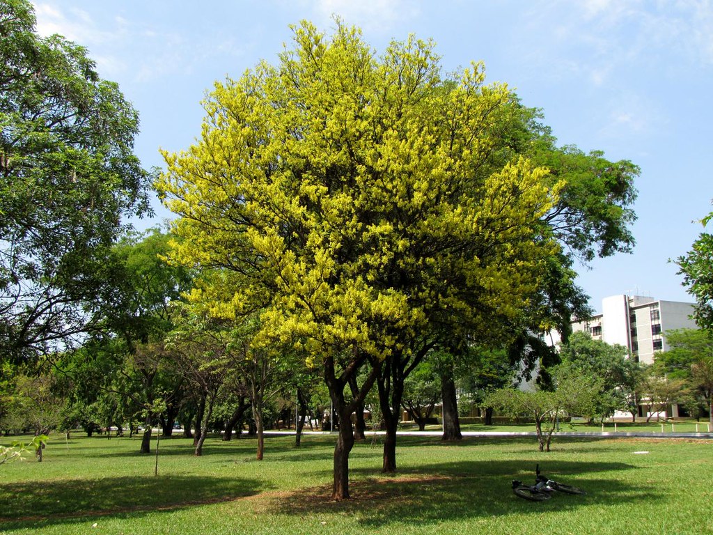 Árvores da Mata Atlântica