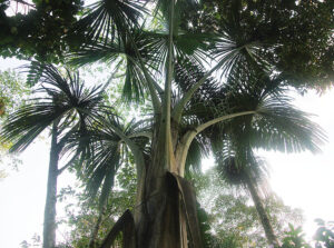 Árvores do Cerrado Guia Completo