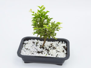 Bonsai de Jabuticaba Um Guia Completo