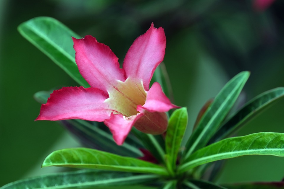 Como Plantar Rosa do Deserto