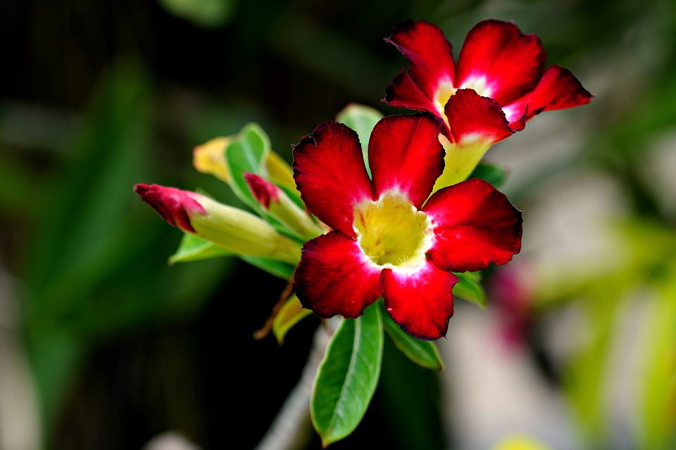 Como Plantar Semente de Rosa do Deserto