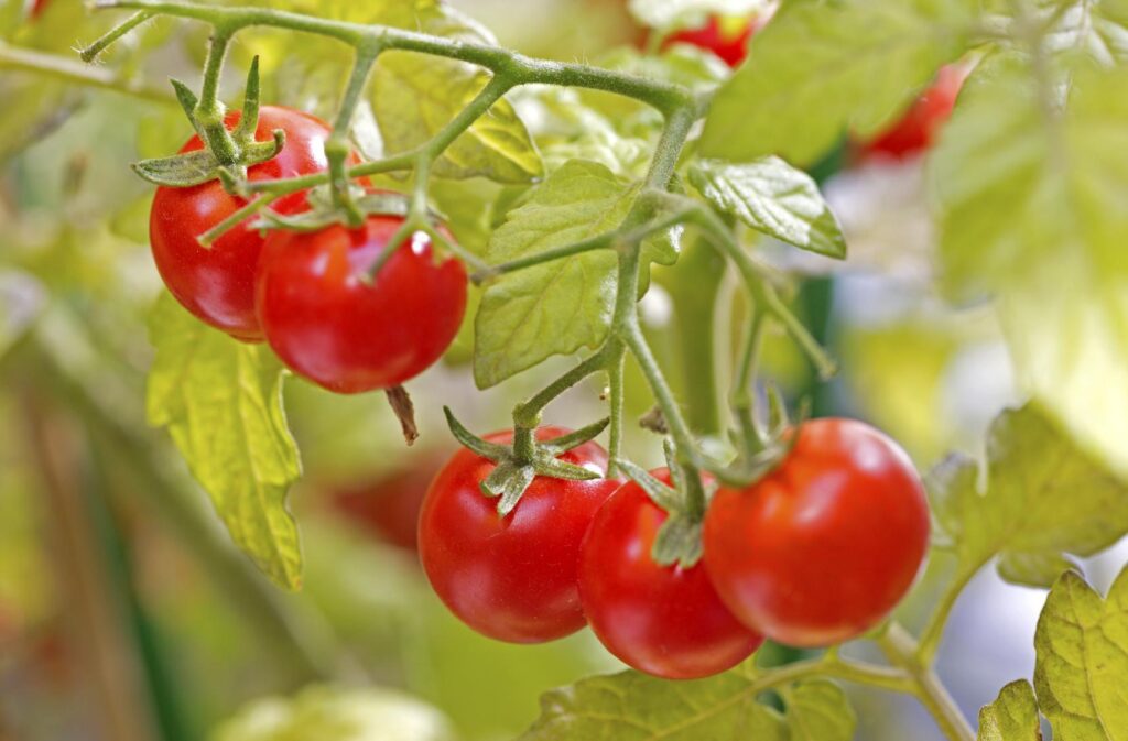 Como Plantar Tomate em Vaso