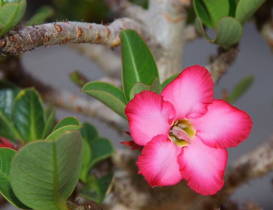 Como Podar Rosa do Deserto