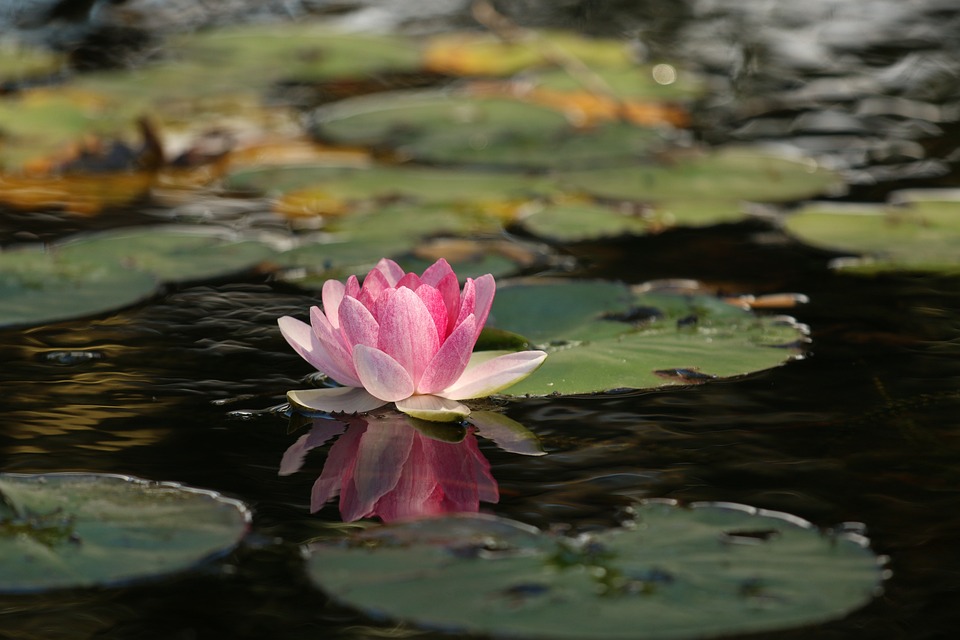 Flor de Lotus Significado