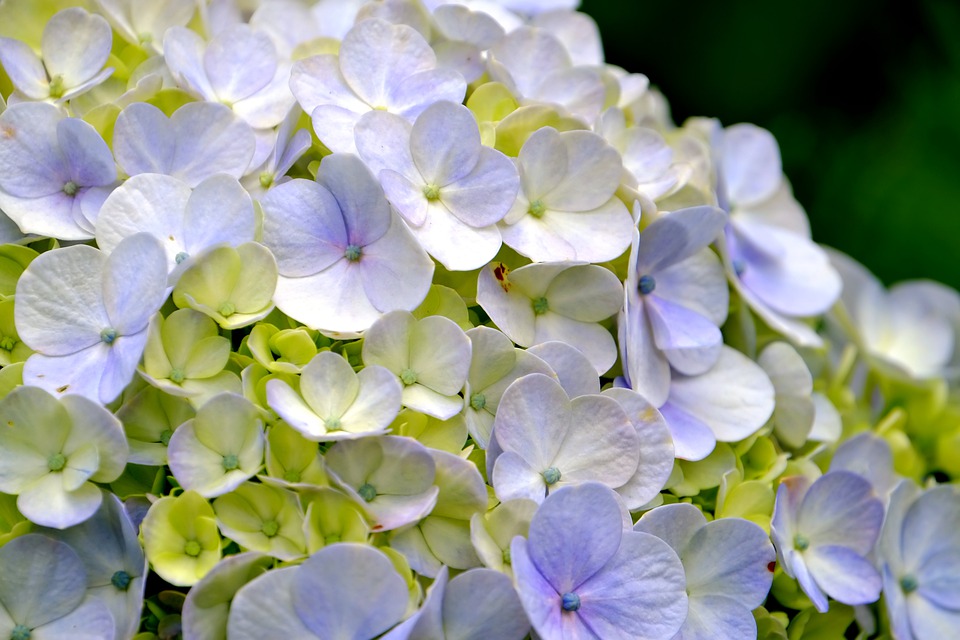 Flores Para Aniversário