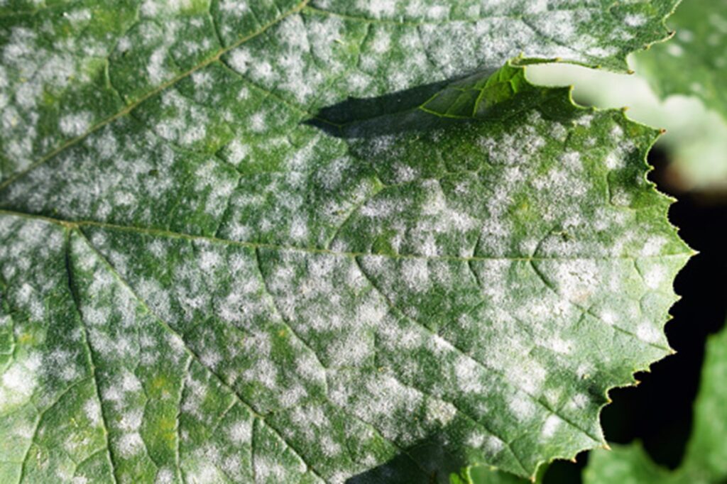 Fungo Branco nas Plantas